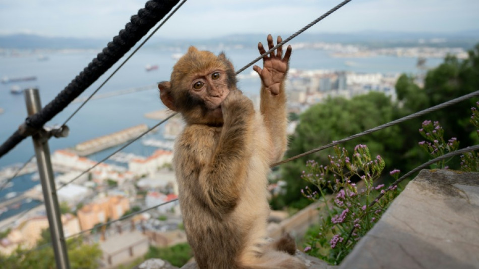 Los macacos de Gibraltar comen tierra para desintoxicarse de la comida chatarra