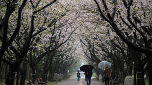 R&eacute;cord de visitantes extranjeros en Jap&oacute;n para ver los cerezos en flor