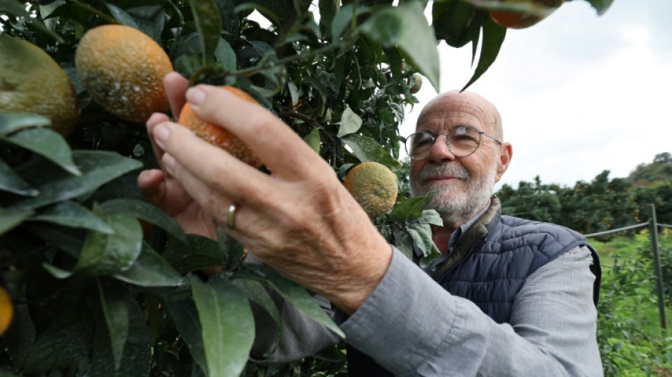 La cl&eacute;mentine corse, Petit Poucet centenaire qui parie sur la qualit&eacute;