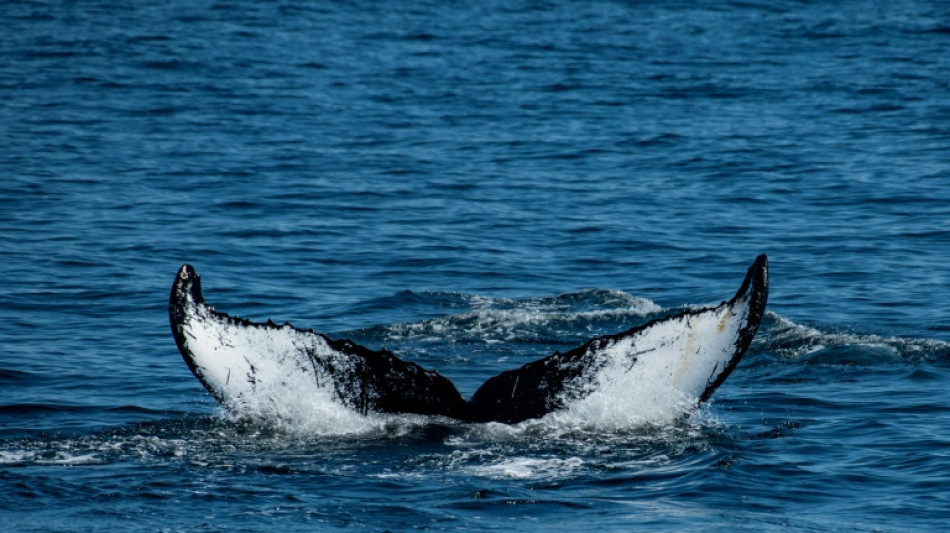 La excepcional traves&iacute;a de dos ballenas entre Brasil y Australia