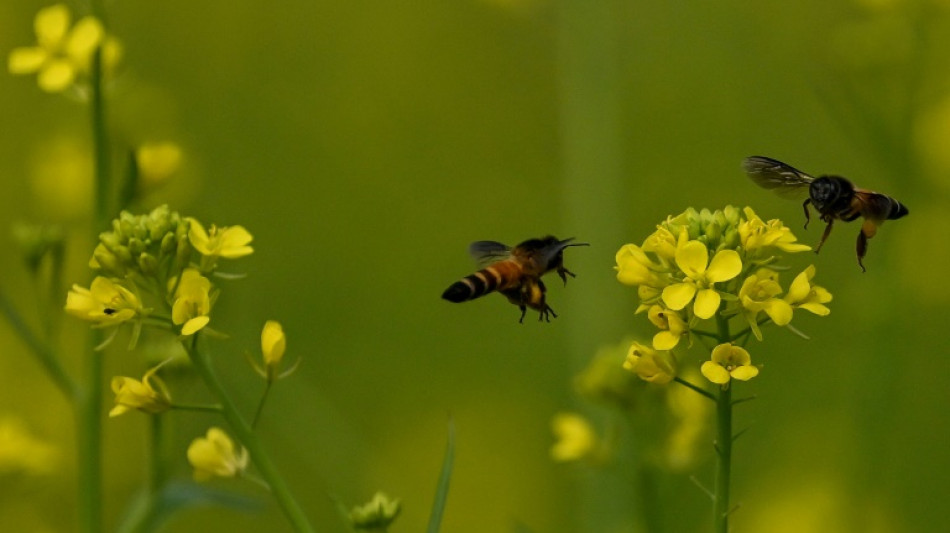 Beweise für Seuche vereitelt: Imker aus Rheinland-Pfalz müssen 263 Bienenvölker töten