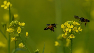 Beweise für Seuche vereitelt: Imker aus Rheinland-Pfalz müssen 263 Bienenvölker töten