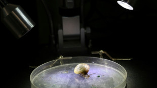 Un caracol de Bermudas se salva de la extinci&oacute;n con ayuda de un zool&oacute;gico ingl&eacute;s