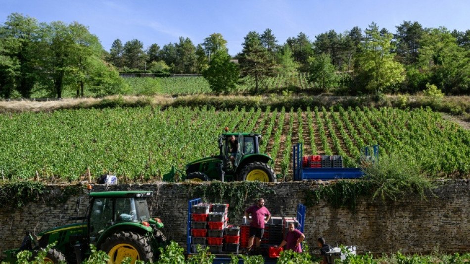 Francia registra su menor producci&oacute;n de vino desde 1957 por la sequ&iacute;a y las olas de calor