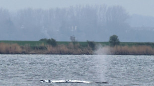 Drama um Buckelwal vor Poel: Rettungskonzept muss wom&ouml;glich ver&auml;ndert werden
