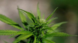 Aachen: Wasserschaden führt zu Cannabisplantage mit mehr als 700 Pflanzen