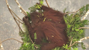 An Baumspitzen geklammert: Orang-Utans vor Waldbr&auml;nden in Indonesien gerettet