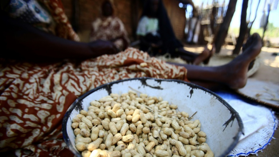 Adding peanuts to young children's diet can help avoid allergy: study