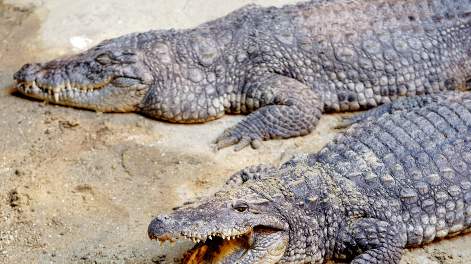Scoperte uova di antichi coccodrilli che salivano sugli alberi