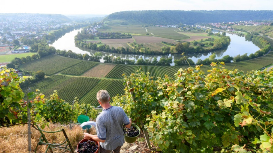 Weinlese f&auml;llt trotz trockenen Sommers gut aus