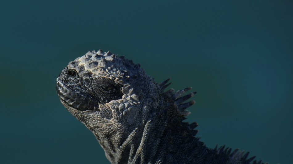 Detienen en Ecuador a tres tailandeses por tr&aacute;fico de iguanas end&eacute;micas de Gal&aacute;pagos