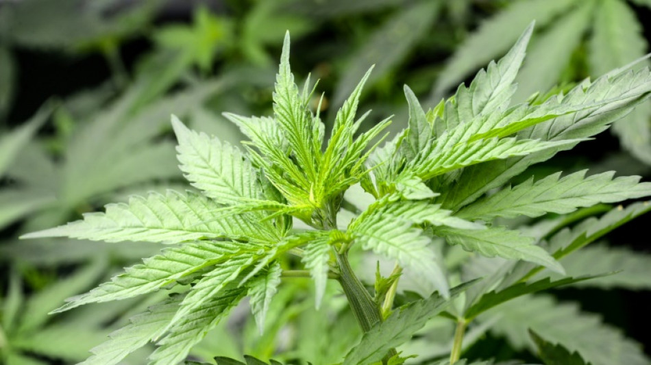 Bundesgerichtshof pr&uuml;ft Strafbarkeit von Handel mit CBD-Hanfprodukten