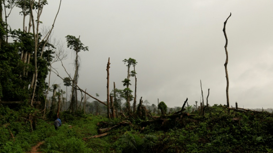 La d&eacute;forestation ralentit dans le monde, mais pas en Afrique centrale