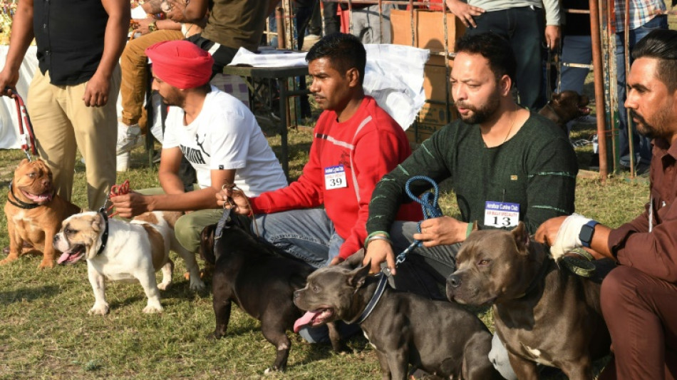 H&uuml;ndin der Rasse American Bully gilt in Berlin als gef&auml;hrlich