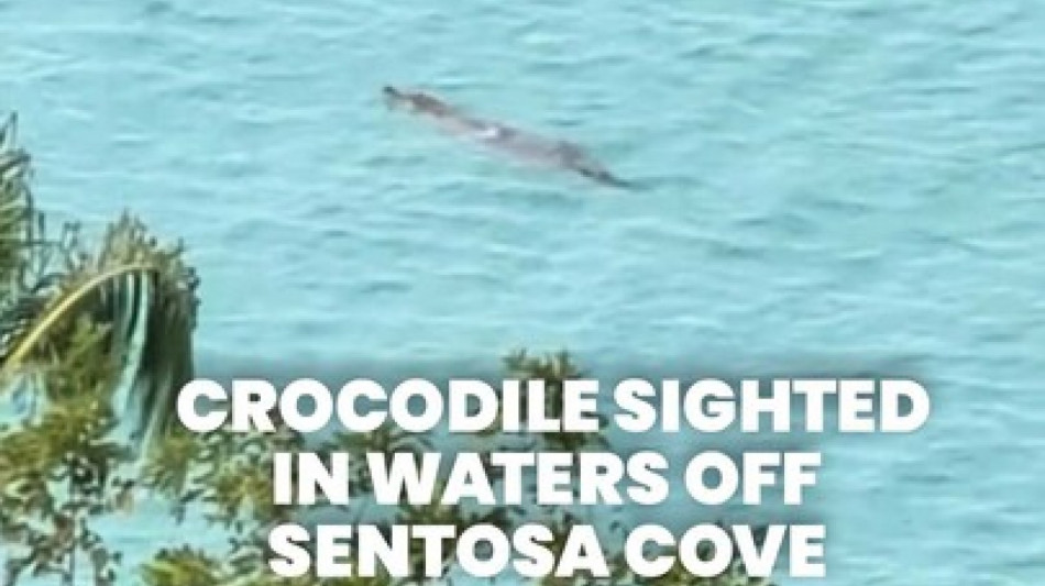 Evento raro a Singapore, avvistato un coccodrillo a Sentosa