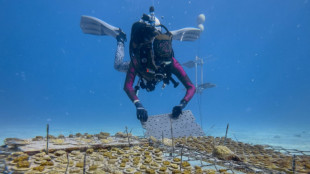 En Floride, des coraux au banc d'essai pour r&eacute;sister &agrave; la chaleur