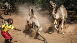 Camels replace cows as Kenya battles drought
