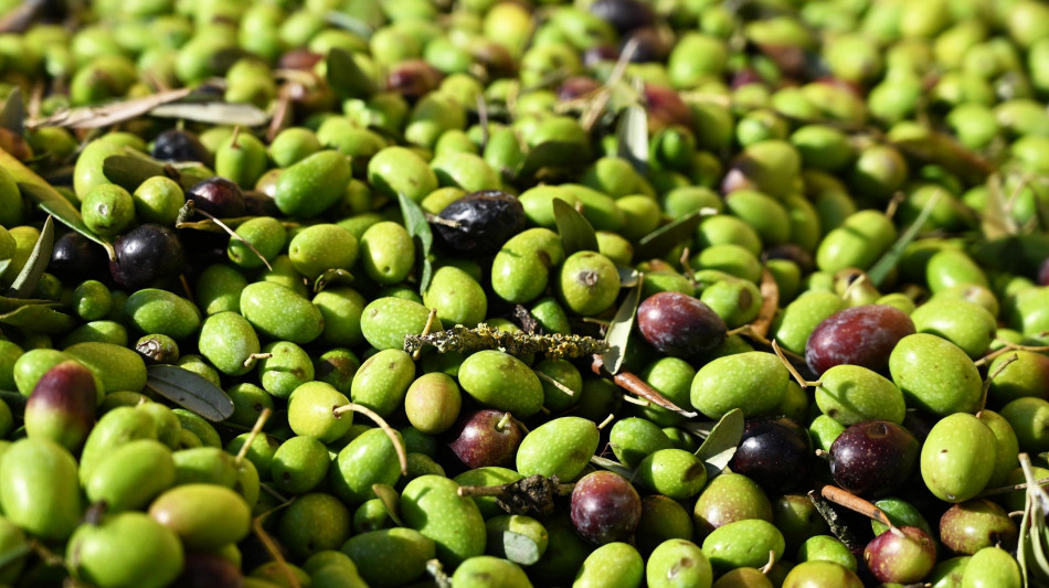 Lollobrigida, arriva documento elettronico dell'olio, nuova tutela per agricoltori