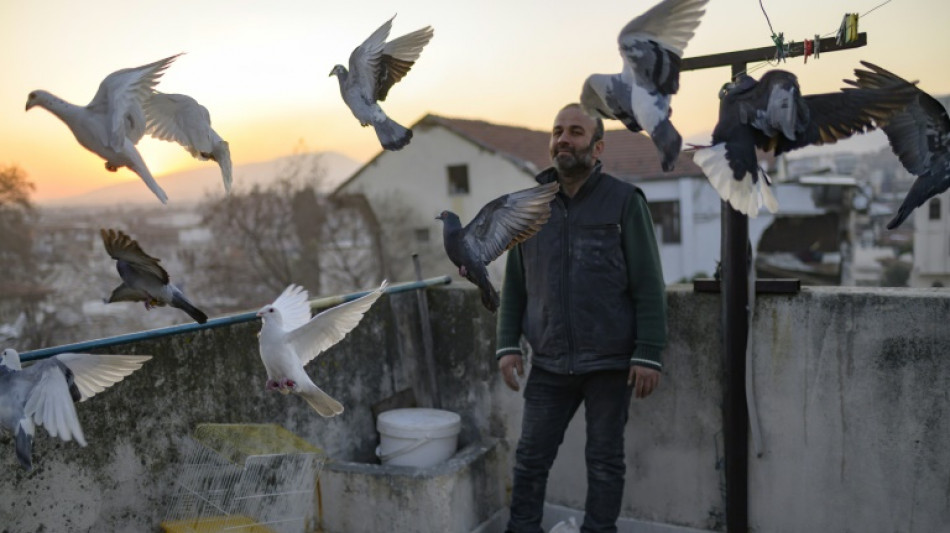 "Comme nos enfants": apr&egrave;s le s&eacute;isme en Turquie, un homme continue &agrave; prendre soin de ses pigeons