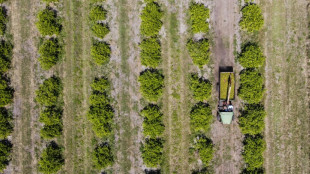 L'orange de Floride, fruit embl&eacute;matique en crise