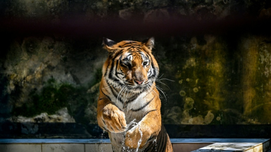 Bangladesh: dans les Sunderbans, la difficile protection des tigres du Bengale