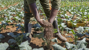 Kenya: lombrics et mouches au secours des sols des agriculteurs k&eacute;nyans