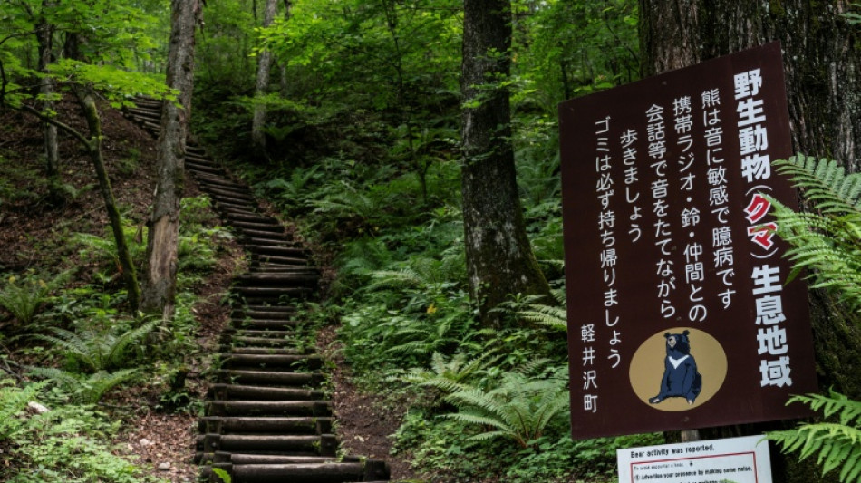 Tödliche Bärenangriffe in Japan: Gouverneur fordert Hilfe der Armee an