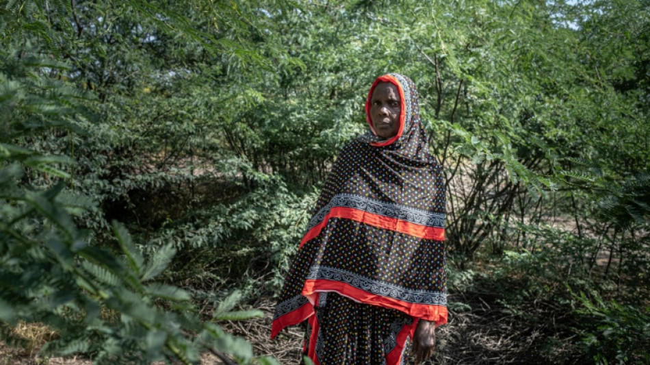En Ethiopie, le fléau du prosopis, l'arbre qui a "tout envahi"