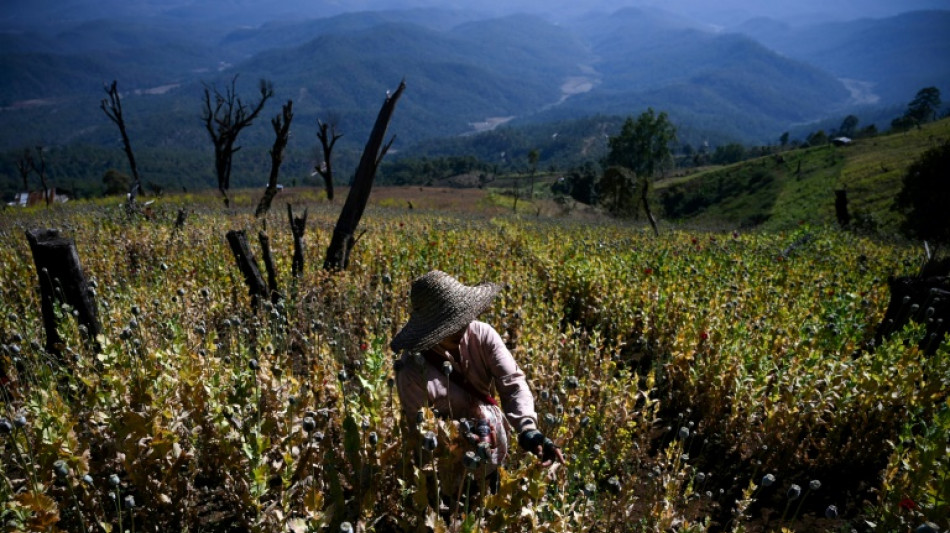 La Birmanie devient premier producteur mondial d'opium, d&ecirc;tronant l'Afghanistan