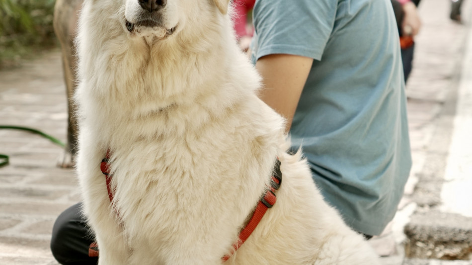 La Russa, &egrave; ora di autorizzare gli animali domestici al Senato