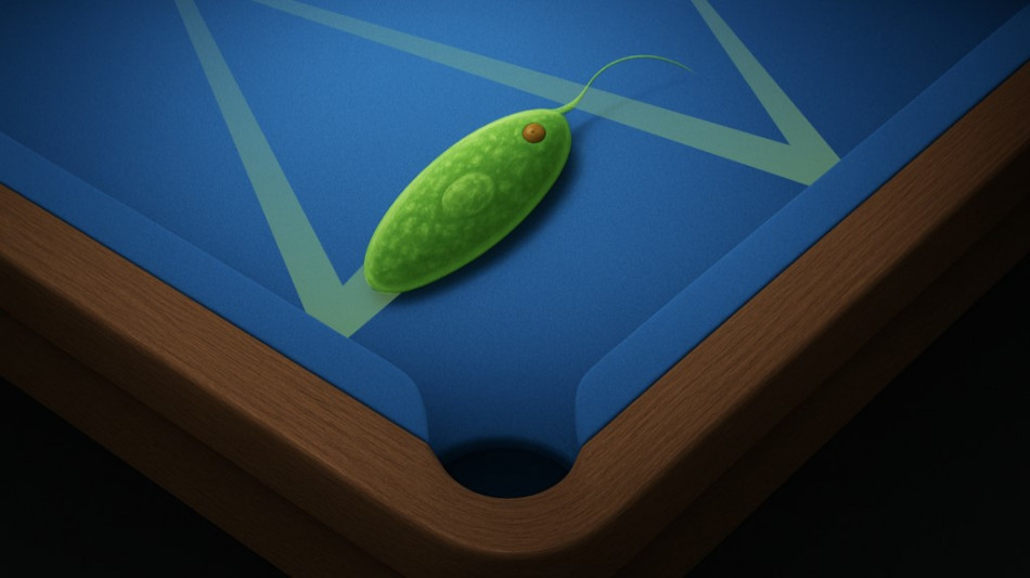 La fisica del biliardo guida i microrganismi nelle esplorazioni