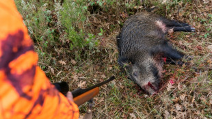 Localizados dos jabal&iacute;es con peste porcina africana fuera de la zona de alto riesgo por el brote en Espa&ntilde;a