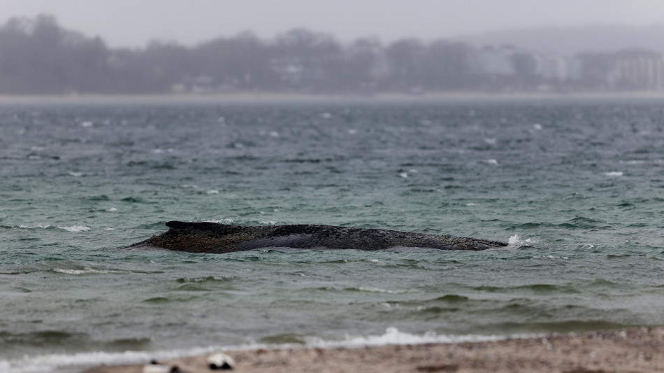 La balena Timmy raggiunge la Danimarca