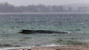 La balena Timmy raggiunge la Danimarca