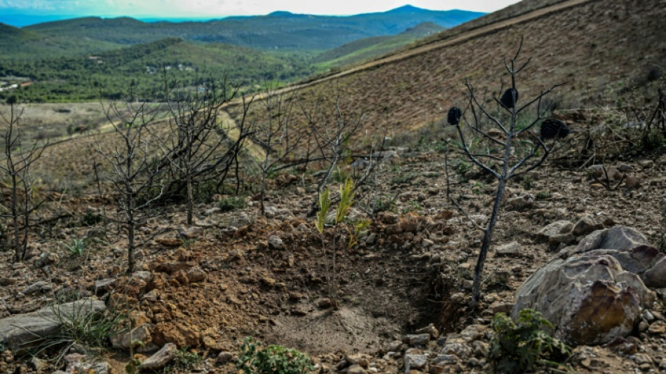 Gr&egrave;ce: le pari de reboiser une ancienne for&ecirc;t pour "resister aux feux"