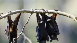 W&auml;hrend Urlaubs von Bewohnerin: Flederm&auml;use nisten sich in Bayern in Wohnung ein
