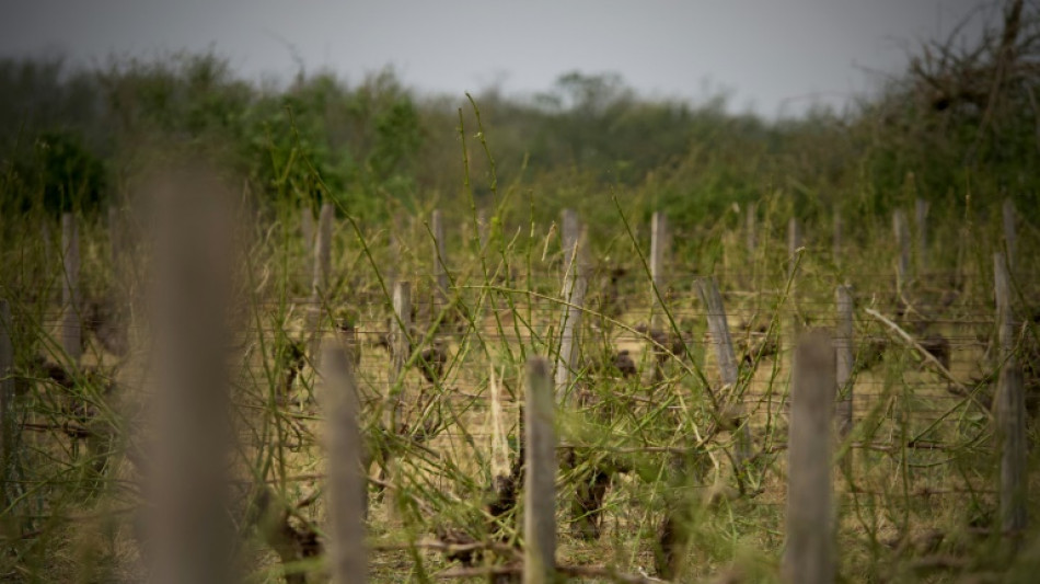 Pour les vignerons fran&ccedil;ais, un mill&eacute;sime 2024 &eacute;prouvant 