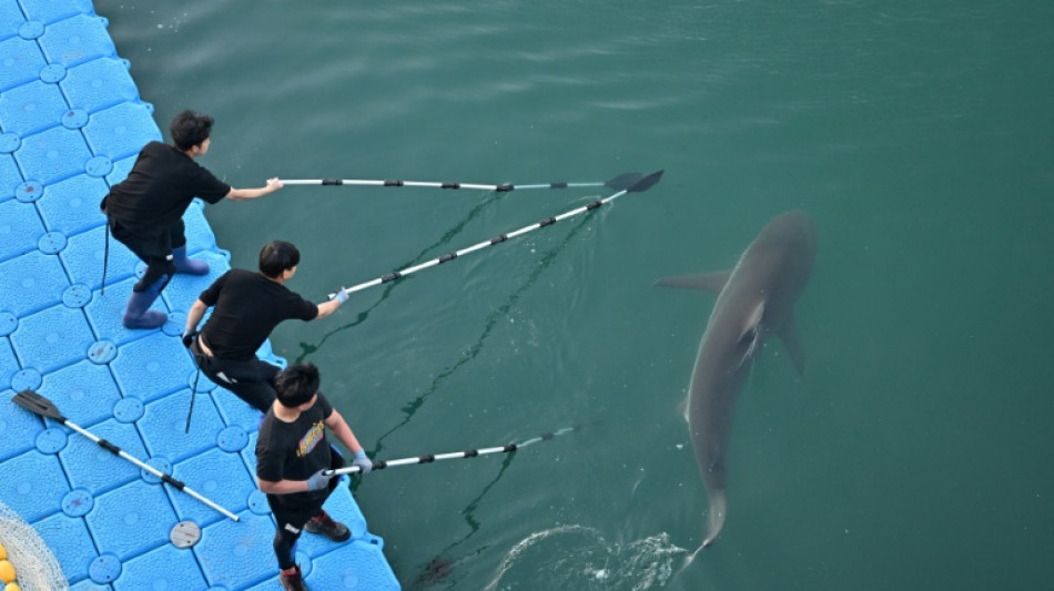 South Korea guides crowd-pulling shark out of canal