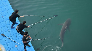 South Korea guides crowd-pulling shark out of canal