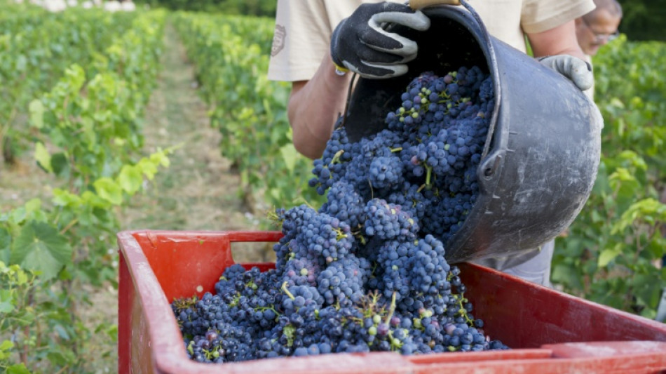 Champagne: une vendange &agrave; haut potentiel qui pourra d&eacute;passer les 13% d'alcool