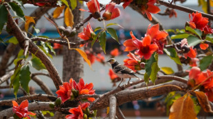 R&eacute;chauffement climatique: des printemps plus comme les autres pour les glorieux kapokiers de Hong Kong