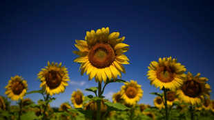 La sensibilité des plantes revient au goût du jour
