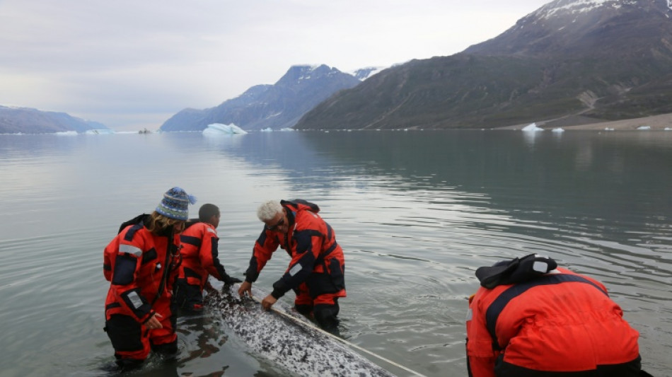 Les narvals, nouveaux alli&eacute;s insolites de l'&eacute;tude du climat dans l'Arctique