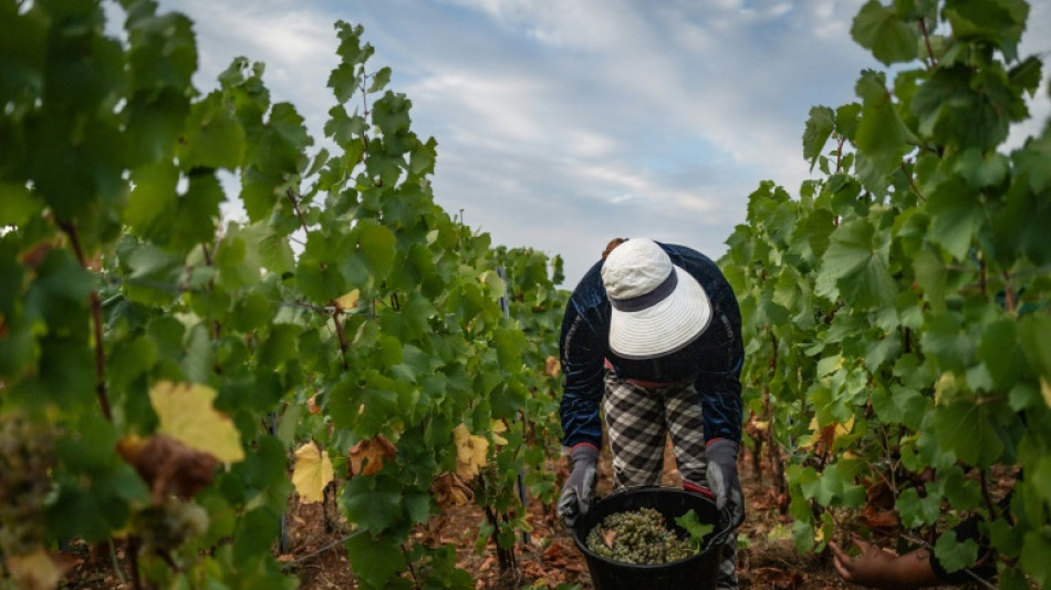 Schwache Ernte erwartet: D&uuml;rre- und Hitzesommer setzt Frankreichs Winzern zu