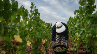 Schwache Ernte erwartet: D&uuml;rre- und Hitzesommer setzt Frankreichs Winzern zu