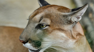 Polizei setzt Suche nach m&ouml;glichem Puma nahe M&uuml;nchen fort
