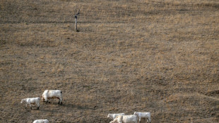 Canicules en Europe: cinq signes d'un &eacute;t&eacute; en surchauffe