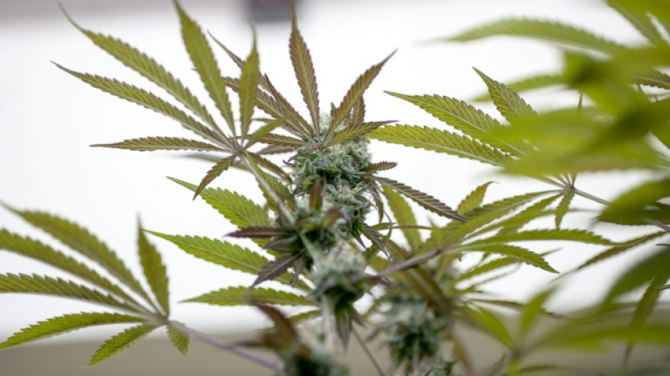 Stromausfall f&uuml;hrt Ermittler in Rheinland-Pfalz zu gro&szlig;er Cannabisplantage
