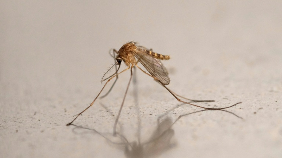 Virus du Nil occidental : nombre de cas record dans l'Hexagone et cinq d&eacute;c&egrave;s dont l'imputabilit&eacute; est &agrave; v&eacute;rifier
