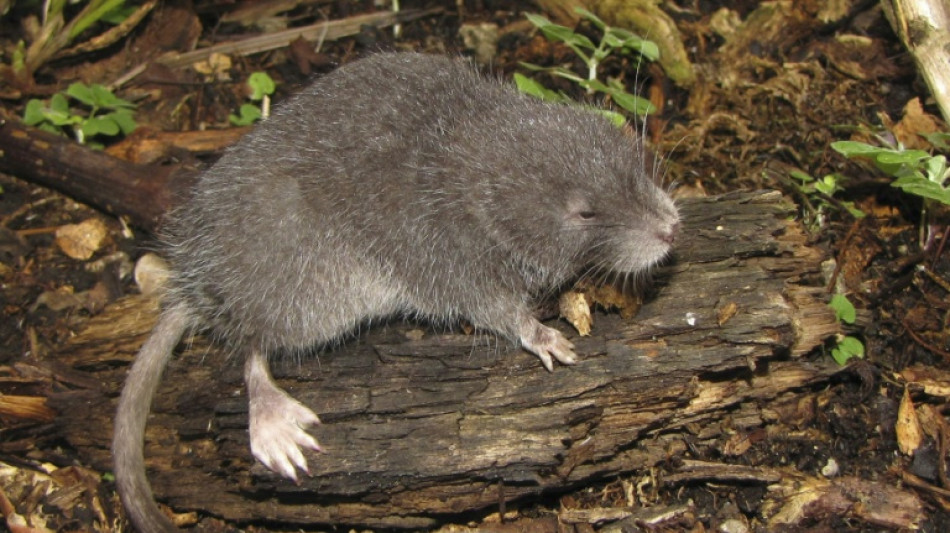 Descoberta de roedor semiaquático em Machu Picchu surpreende cientistas peruanos